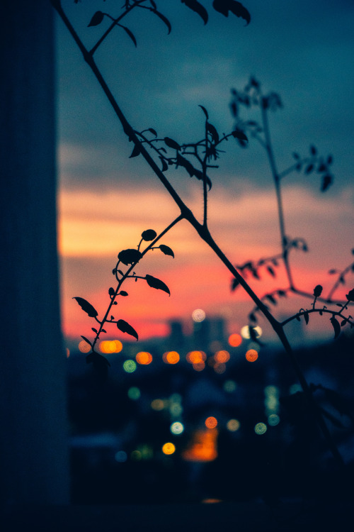 silentbirdatdawn