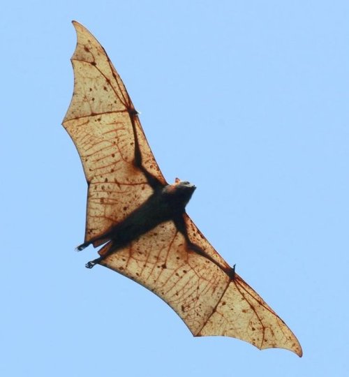 ainawgsd:The giant golden-crowned flying fox (Acerodon jubatus), also known as the golden-capped fru