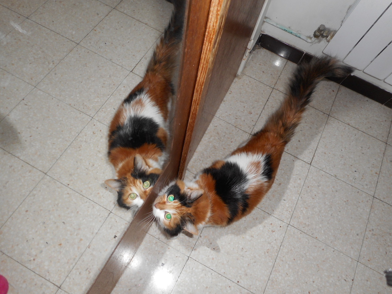 leinaisdreaming: DOUBLE CAT TIME featuring Miranda, the fluffball. I forgot to turn