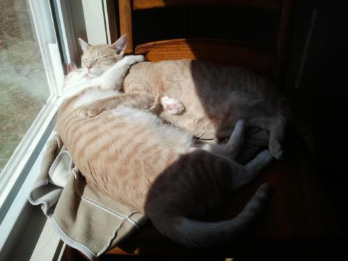 Katniss &amp; Prim. They always sleep together :&rsquo;) (Submitted by levicorus)
