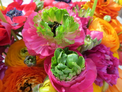 Super Green Ranunculus