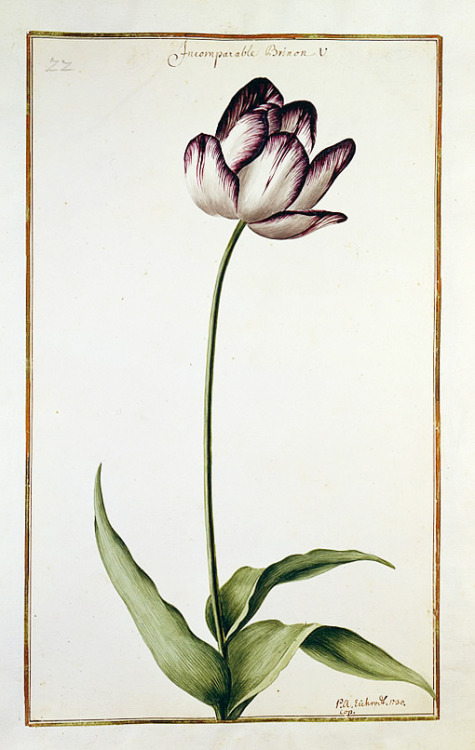 From the Tulip book – Tulpenbuch, 1730. BLB Karlsruhe, Germany.