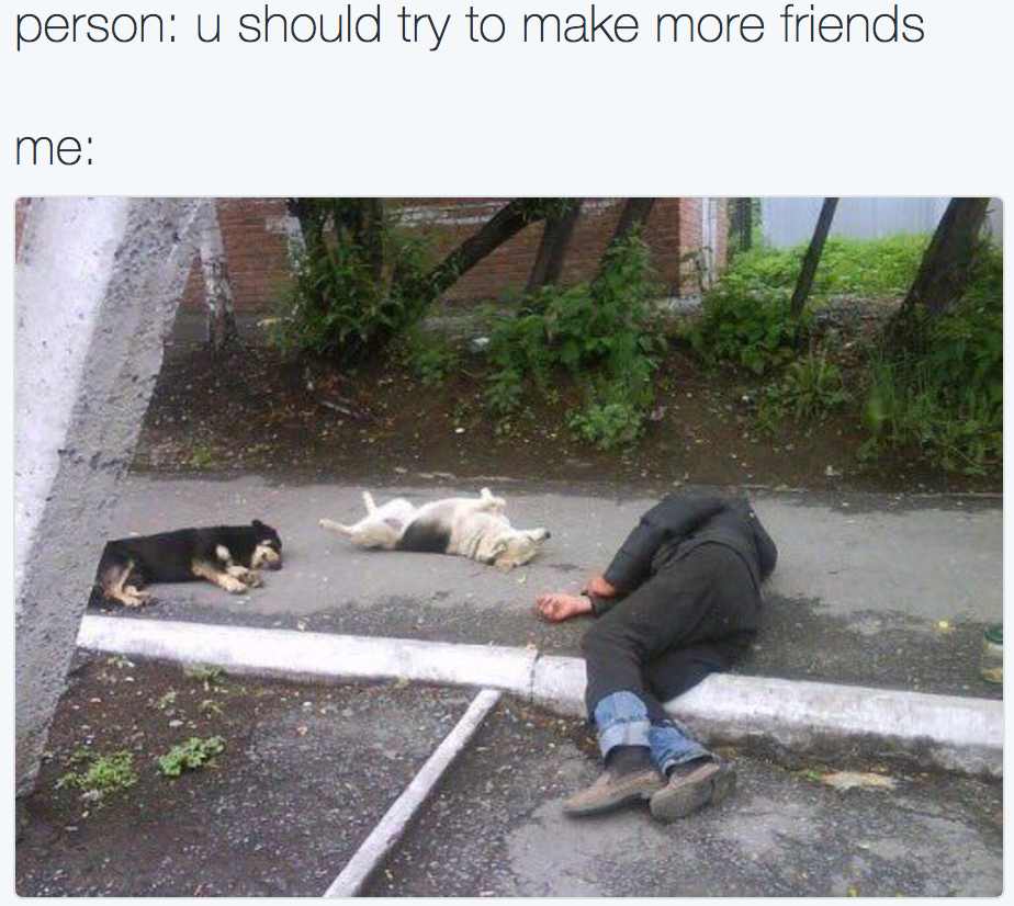 Animal Memes