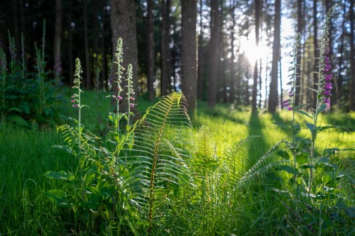 Ferns & Foxgloves II