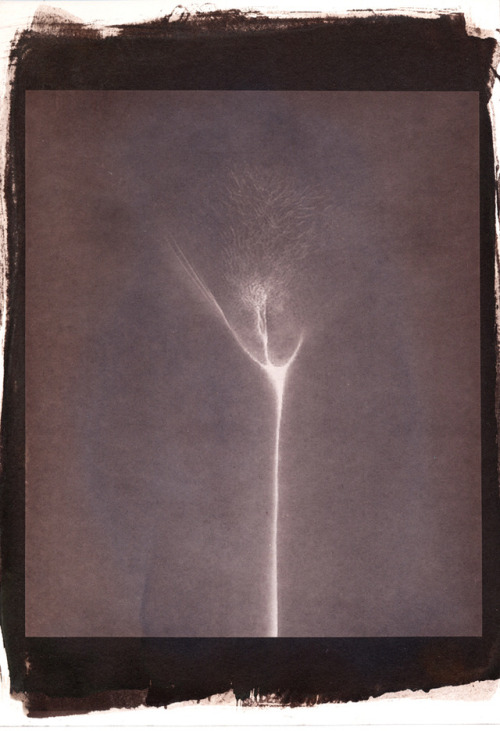 msjanssen:  série des “chardons ardents” (images négatives) / “the thistledown” (images (in) negativ