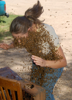 99 problems and these bees are 99 more