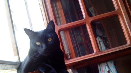 Ziggy, my mini panther, on the window(submitted by @lustforlife13)