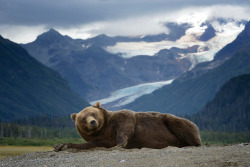 awkwardsituationist:   thespian bear hams it up for the camera. photos by olav thokle in alaska’s lake clark national park. (more bears being bears) 