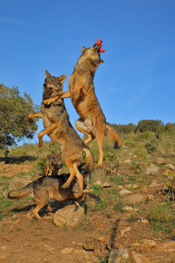 wolveswolves:    Iberian wolves (Canis lupus