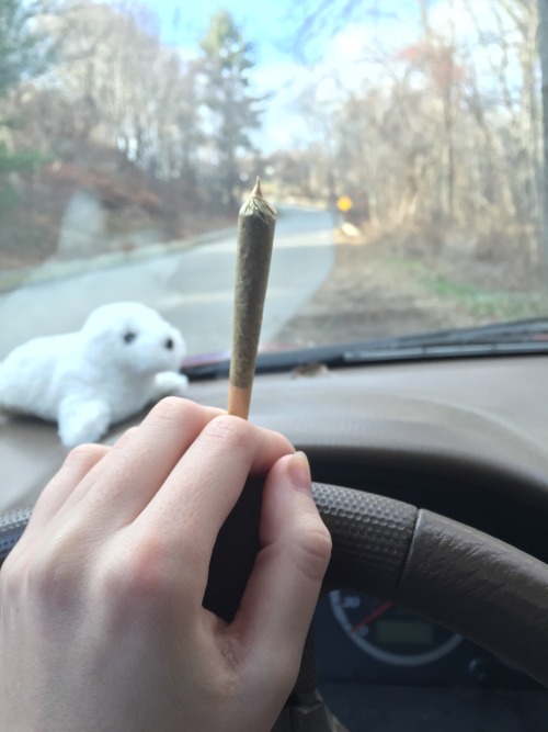 shay-gnar:  joint ft. seal of approval 