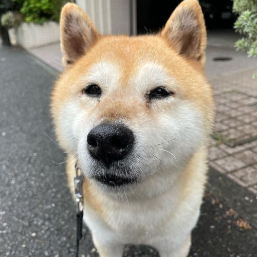 雨たくさん降ってましたね 雨が止んだのでようやくお散歩に来ました #dog #doge #shiba #shibe #shibainu #shibastagram #komugi #柴犬 #赤柴 #し