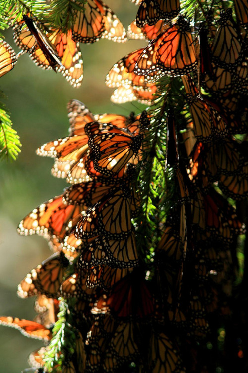 augustfleurs: MONARCH BUTTERFLY (by Mario Vazquez)