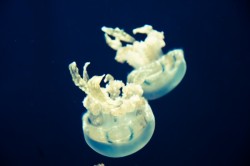 lifeunderthewaves:  Jellyfish by deadpoet88