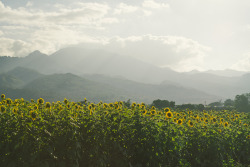 amorningglory:  dlai:  sunflower fields //