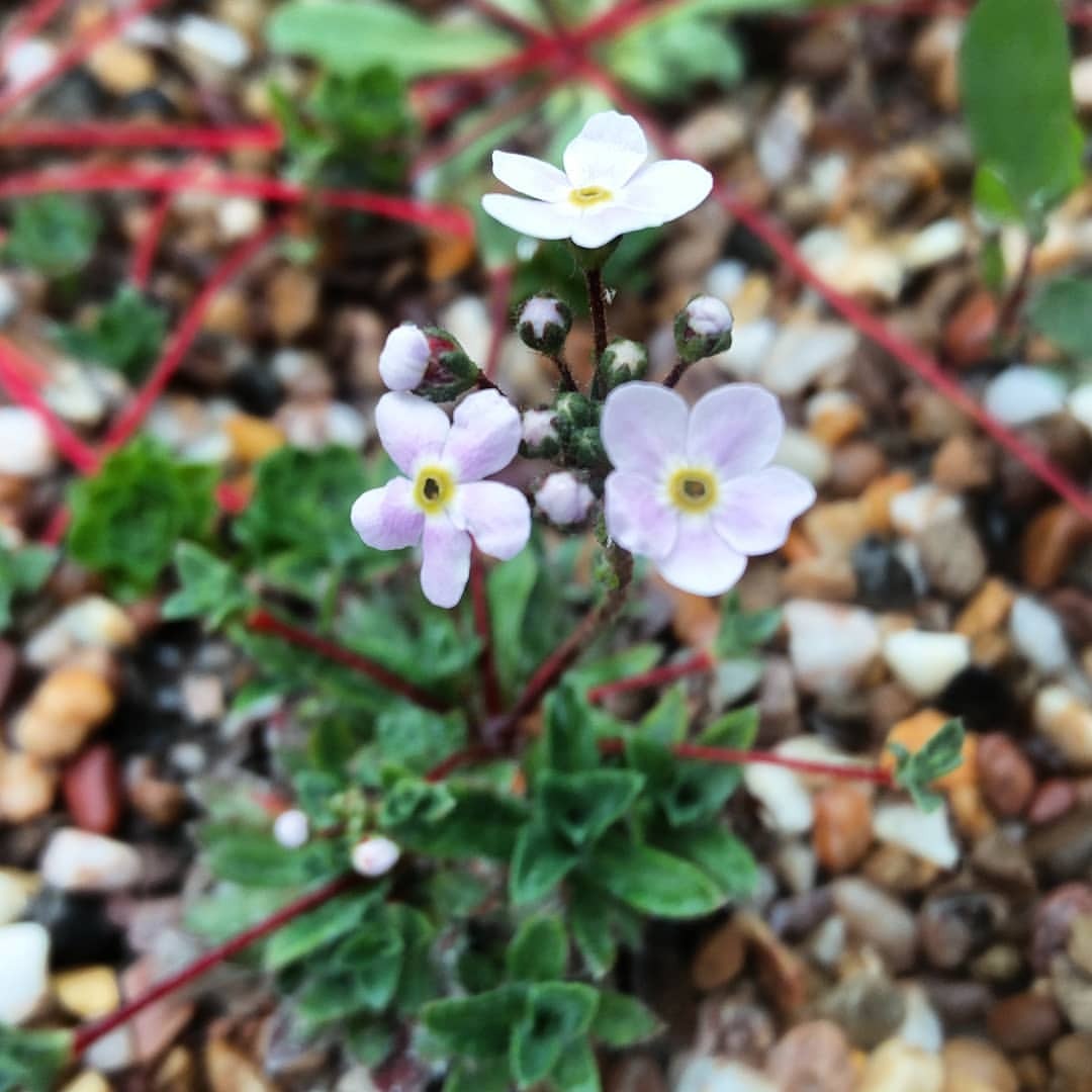 gardenscars:  Androsache sarmentosa ‘Namche Form’ #horticulture #garden #gardening