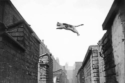 fravery:Cat Jumping, Salford, 1957 - by Neil Libbert