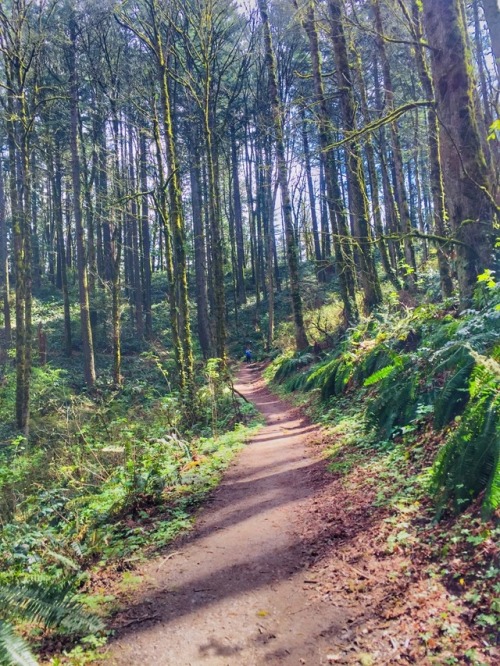 The Wildwood Trail. Forest Park, Portland OR