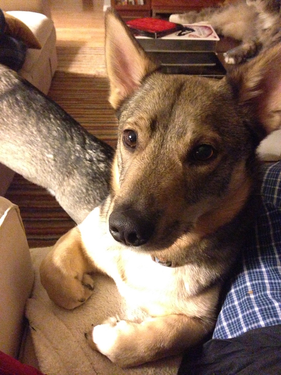 fenrisandrockythevallhunds:  freshrosemary:  fenrisandrockythevallhunds:  squabrey: