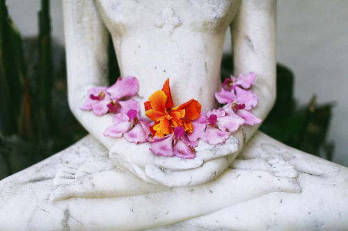 Petals and colors, The Biltmore, Santa Barbara. 