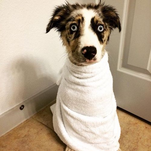 awwww-cute:  First bath. Sadie was never quite the same… (Source: http://ift.tt/22r4QJk)