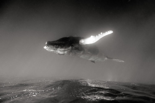 worldwideexplorers:If Whales Could Fly.