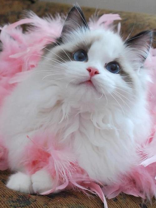 ScreamCute.com