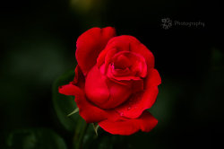 blooms-and-shrooms:  Crying Rose by XanaduPhotography