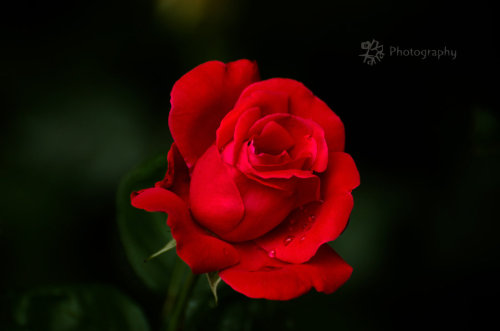 Sex blooms-and-shrooms:  Crying Rose by XanaduPhotography pictures