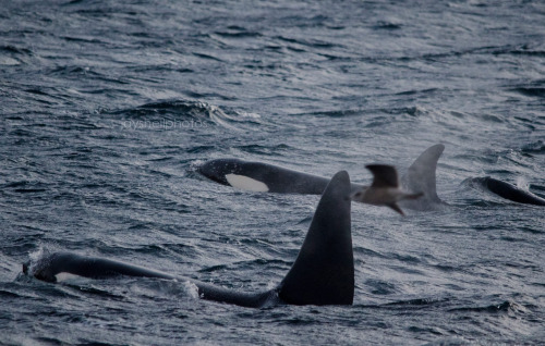 jayshellphotos: Wild orca, Norway // Jan 2016