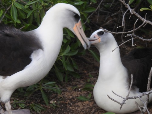 kiss-kiss-bird-in-love: Laysan Albatross (Phoebastria immutabilis) © Hesper Fang