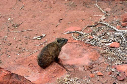 The Rock Hyrax, Also Called Dassie, Cape Hyrax, Rock Rabbit, And (in The King James Bible) Coney, Is