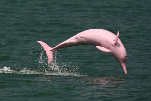 Porn photo sixpenceee:  The pink river dolphin has lived