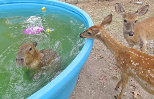zay4ik:rocky ridge refuge when people hit on you at the local pool
