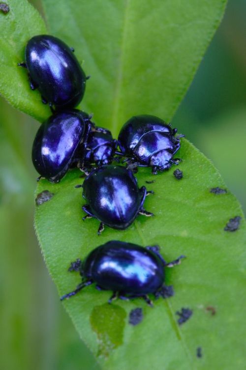 b33tl3b0y:precious blue mint beetle sons, they only like to eat members of the mint family!