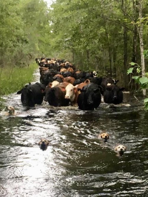 peterfromtexas:Farm dogs leading their cattle out of the flood in Florida and to safety.