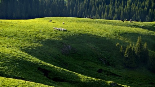 Spring Of Tianshan (The Heavens Mountains)