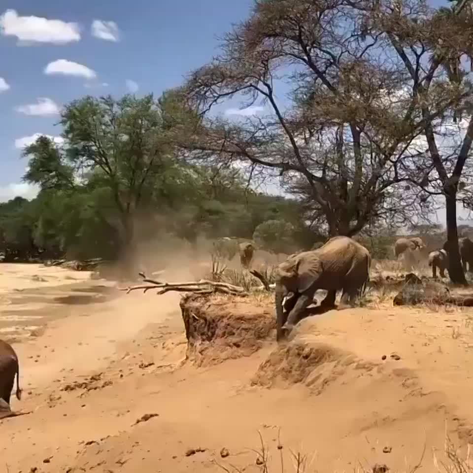 Mom shows her baby elephant how to cross the river  he almost nails it