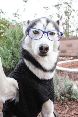 milesthehusky:  Now he’s more sophisticated,