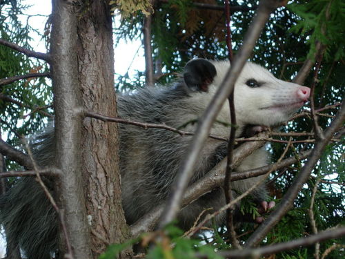cool-critters:Virginia opossum (Didelphis virginiana)The Virginia opossum is the only marsupial foun