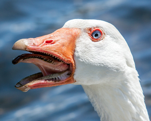 whatthefauna:Geese have serrations along their bill and tongue that help with gripping food items. A