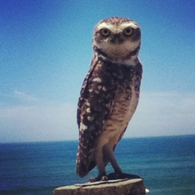 Olha só quem eu achei na praia #owl #beach