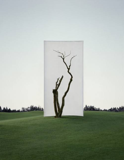escapekit:TreeSouth Korea-based artist Myoung Ho Lee frames trees to create beautiful natural p