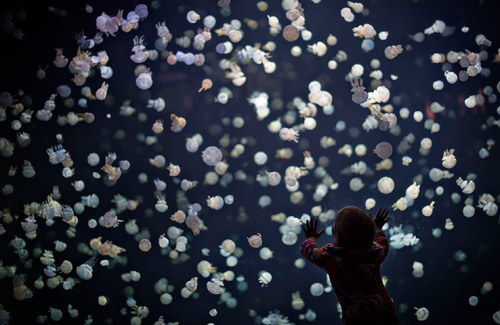 vancouver aquarium, may 2013. photos andy clark