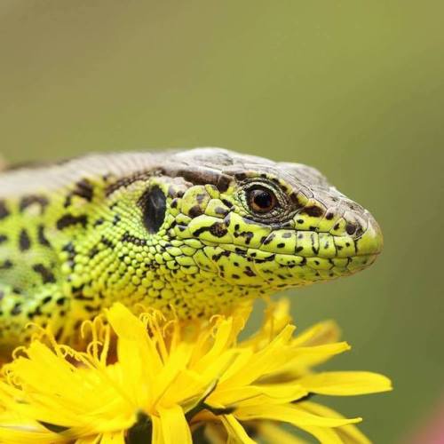 Sand lizard (Lacerta agilis). Credit: Coroiu Tavi > For more pics, videos & articles visit: h