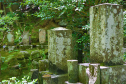 xerui:  Michael Weening / Kyoto Moss Garden