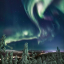 fireflies6