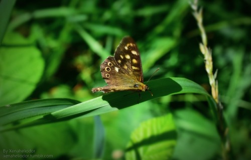 ~ Speckled Wood ~Summer 2017 (July)Nikon D5300 w/ Nikon AF-P NIKKOR 18-55mm lens