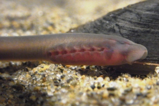 Porn photo bogleech:   Keeping an adult lamprey in