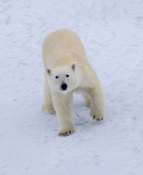 Polar Bears On Thin Ice By Christopher.Michel On Flickr ☛ Http://flic.kr/p/weDGzB