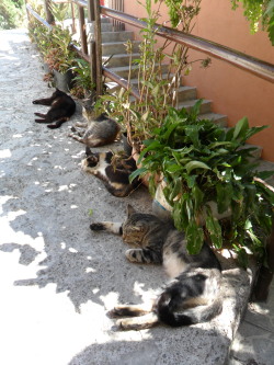  Four cats take a break from the midday sun,